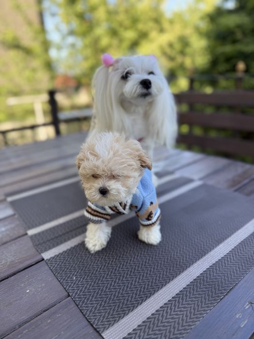 VIP мальтіпу з паапортом