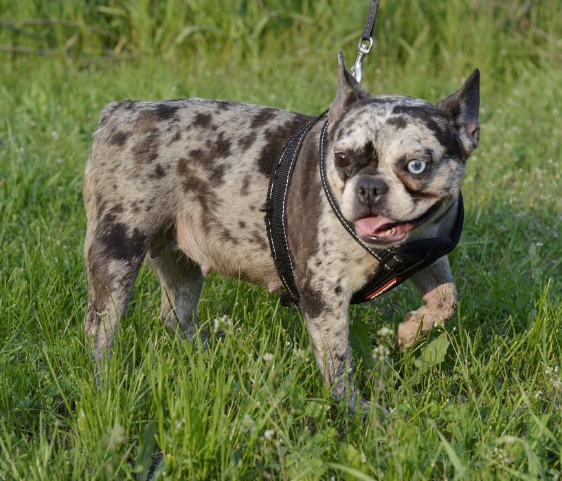 Француженка з блакитним оком.