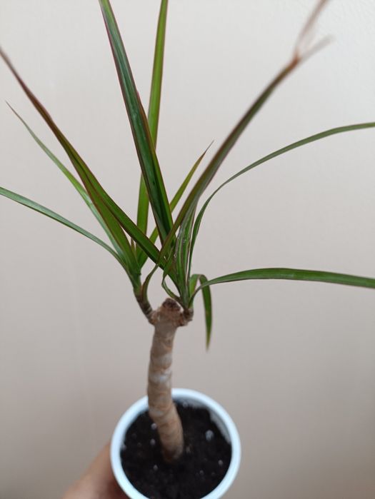 Драцена маргината