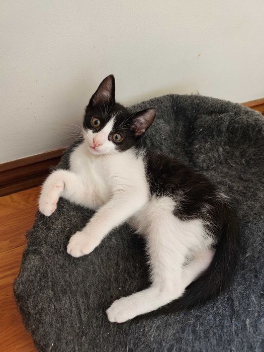Gatinho para adoção responsável BRAGA