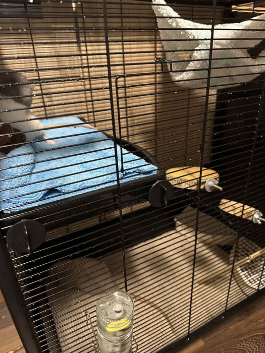 Sprzedam szczury z klatką i wyposażeniem