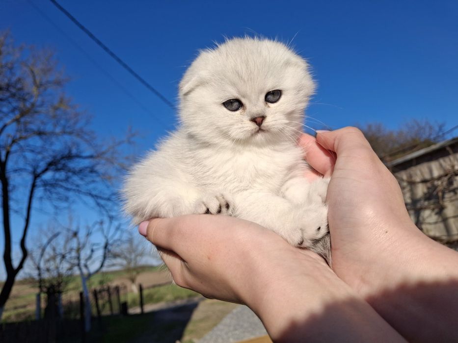 В'язка з британцем шиншила