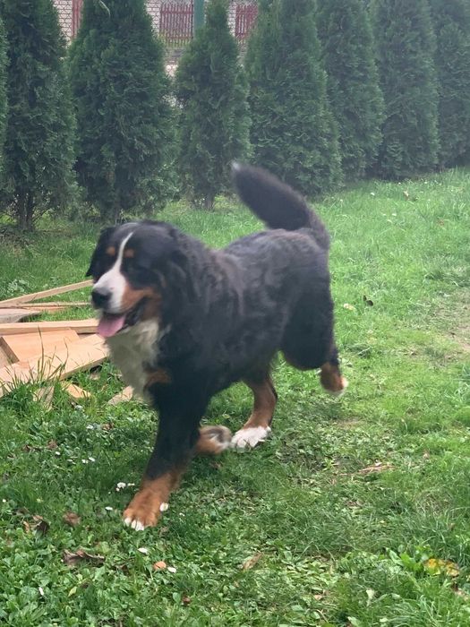 Silny Berneński Pies Pasterski !