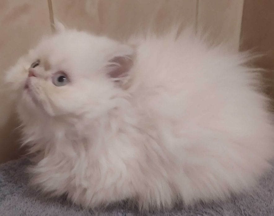 Персидский мальчик