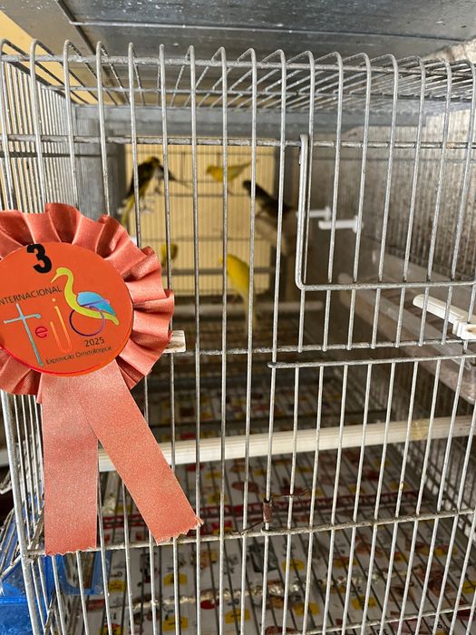 Llarguet 2025, aves premiadas