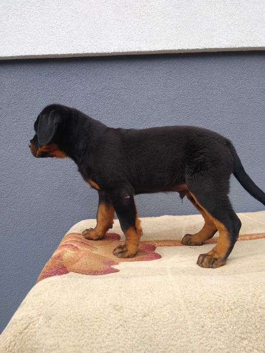 Rottweiler szczenię ZKWP/FCI