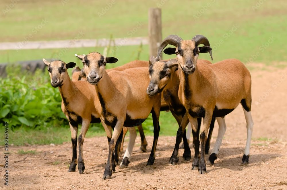 Carneiros, Ovelhas e Borregos