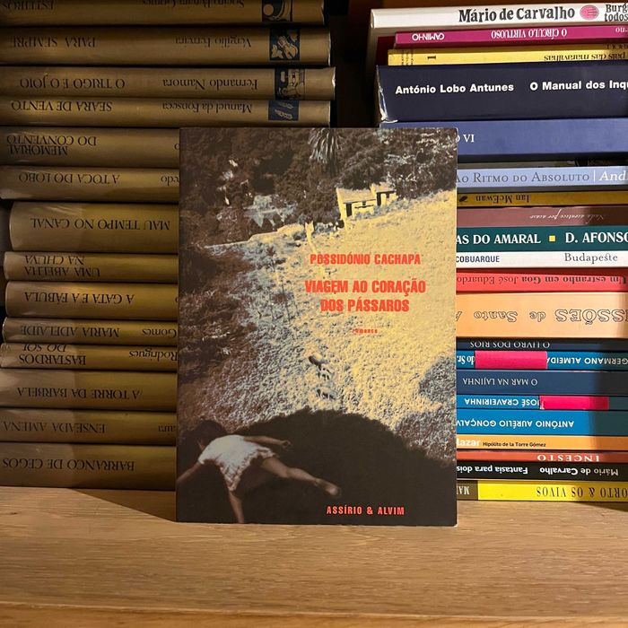 Possidónio Cachapa - Journey to the Heart of Birds (Free Shipping)