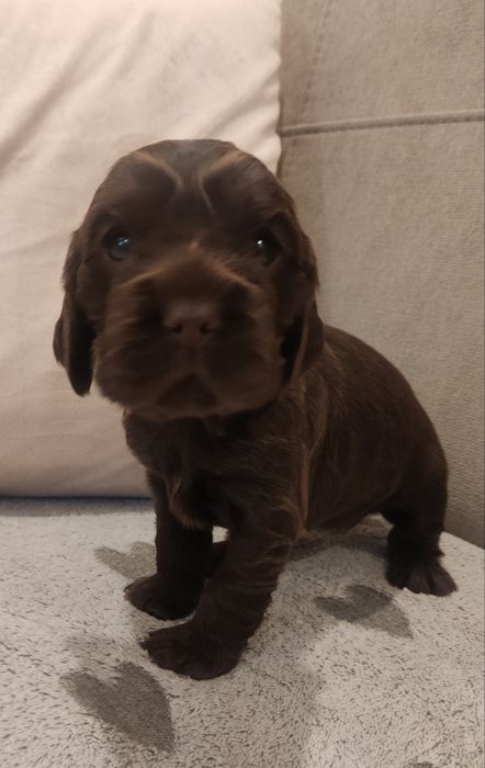 Cocker spaniel suczka czekoladowa
