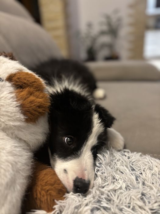 Szczeniak Border Collie