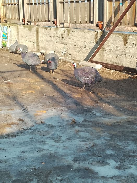 Продам сім'ю цесарок