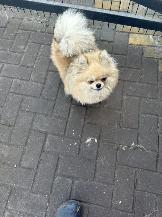 Suczka szpic pomeranian.