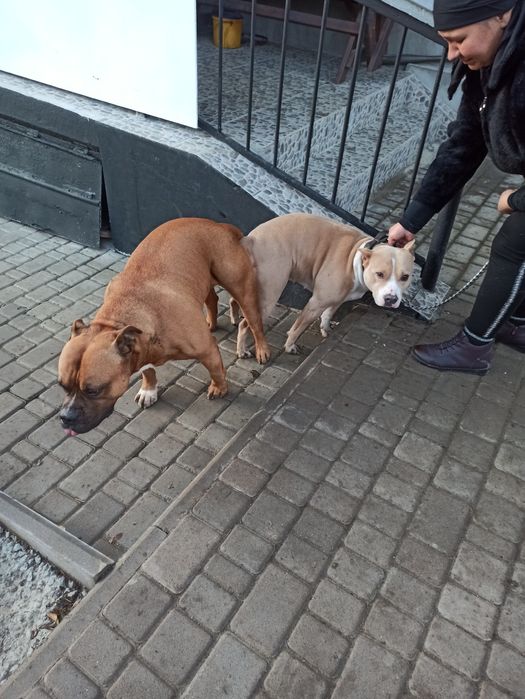 В'язка  собаки амстаф