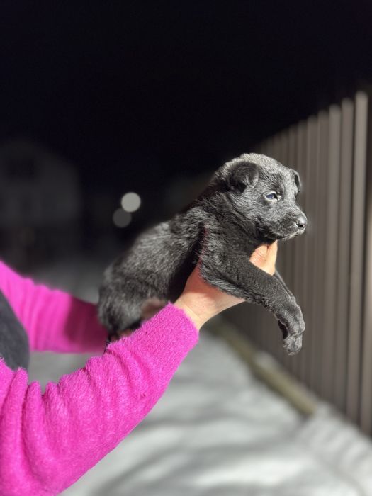 цуценя німецька вівчарка
