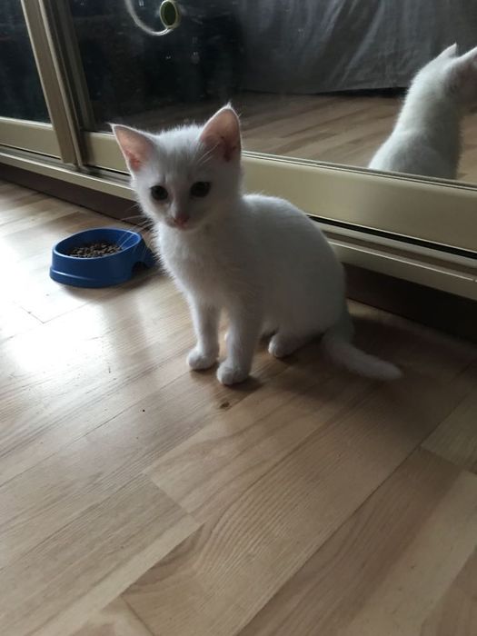 Кошеня. Кіт. Киця.