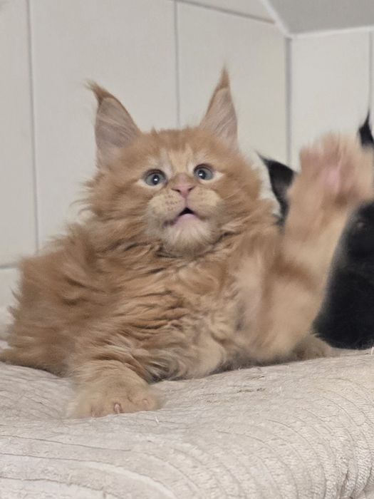 Zjawiskowy rudy kocurek Maine Coon