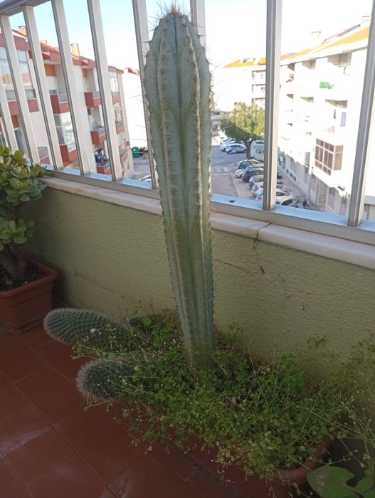 Vaso com Cactos - Duas espécies