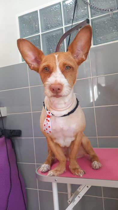 Cão Podengo para adoção