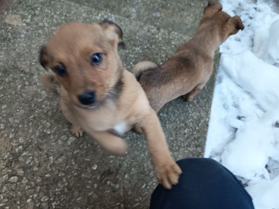 Małe pieski do oddania