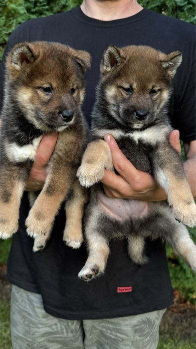Елітні сезамні цуценята шиба іну, sesame shiba inu