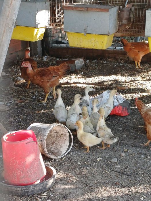 Patos/as para venda