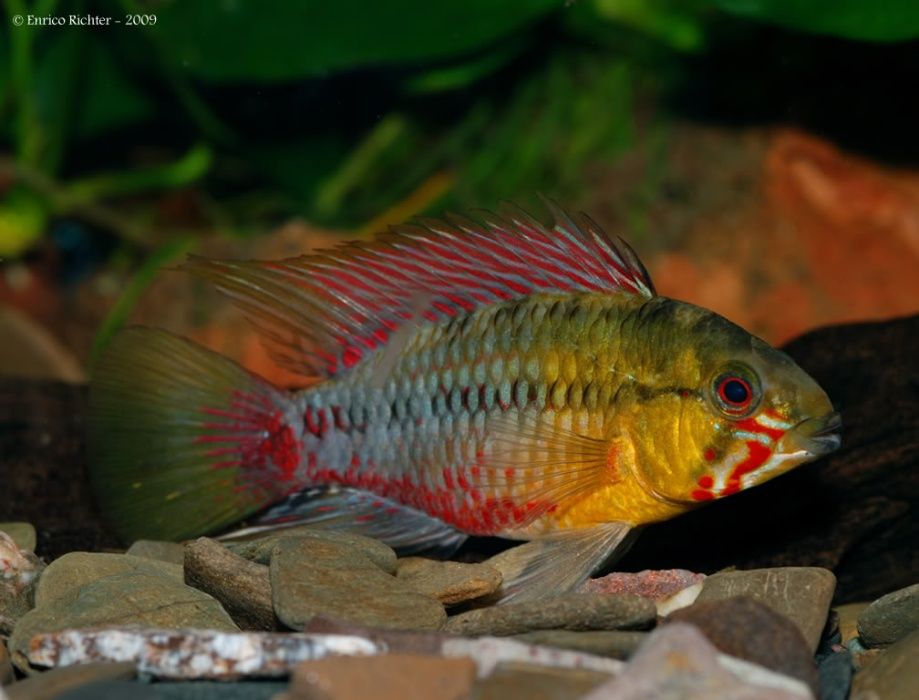 Pielęgniczka krasnopręga - Apistogramma hongsloi