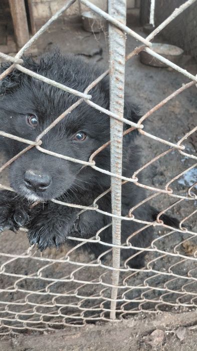 Отдам в хорошие руки ( возможно с доставкой)