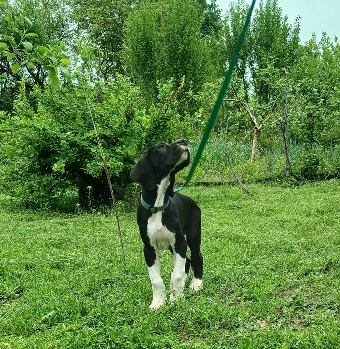 Цуценята німецький дог