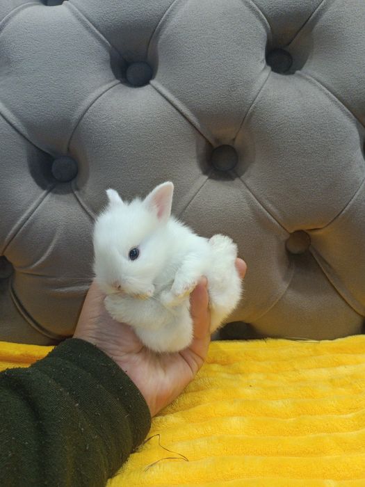 Карликові кролики,міні кролики,мініатюрні кролики,карликові міні кроли