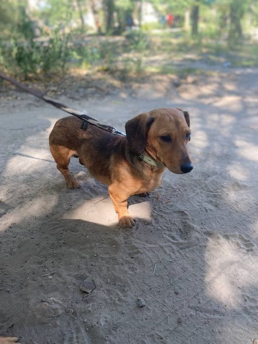 Таксёныши ищут семью