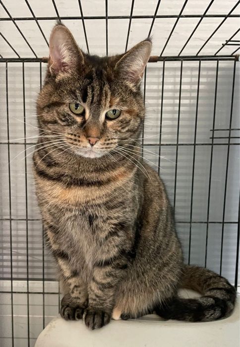 Sabrina- uma linda tigresa!