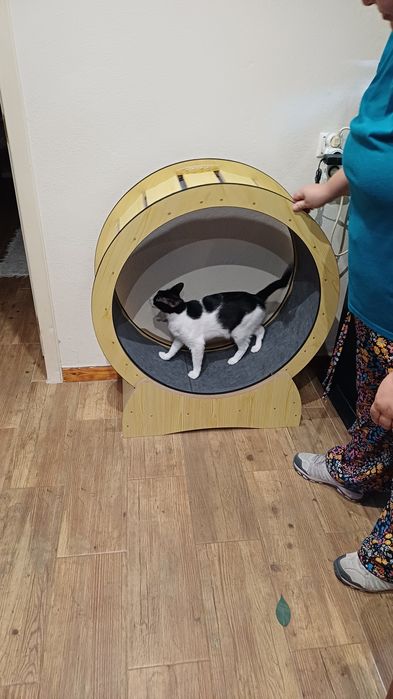 Roda exercícios gato