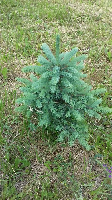 Świerk srebrny 30-50cm