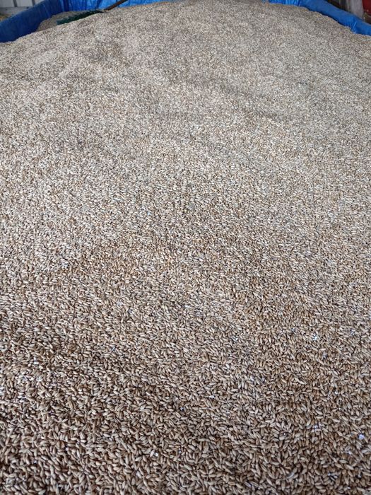 Pszenżyto zbiór 2025