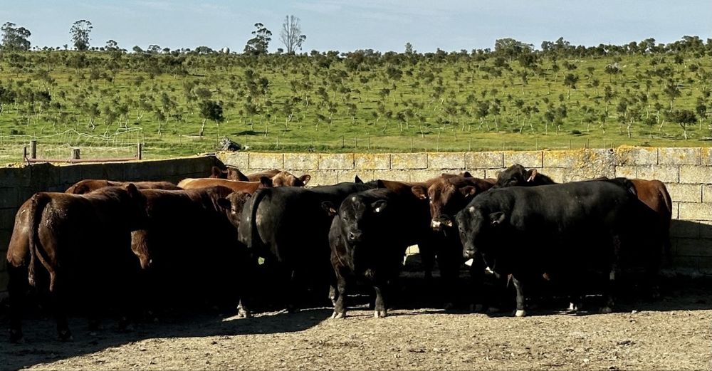 Novilhos angus registados