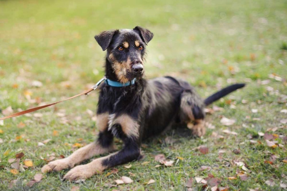 Jagdterrier  mix  Joker szuka domu-schronisko Zgierz-aktualne