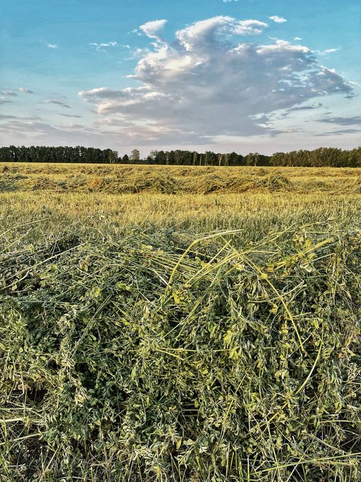 Зелене якісне сіно люцерни 1 кг