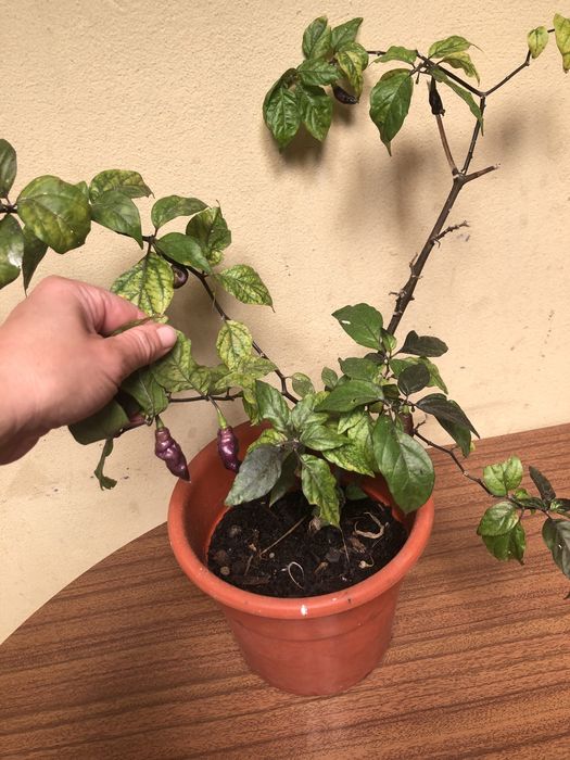 Planta malagueta Pink Tiger