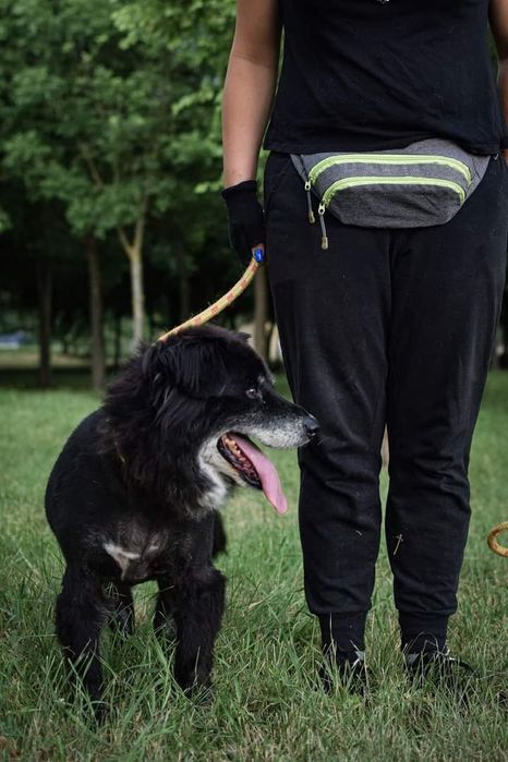 Piękny i bardzo kochany psiak musi znaleźć Dom! Czy Go znajdzie?