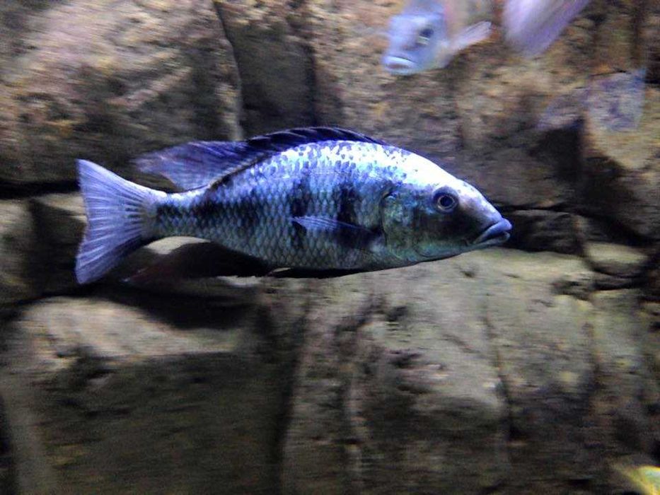 MISIEKZOO Pyszczaki -Fossorochromis rostratus