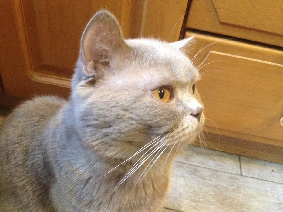 Шотландский прямоухий (скотиш страйт) кот приглашает на вязку