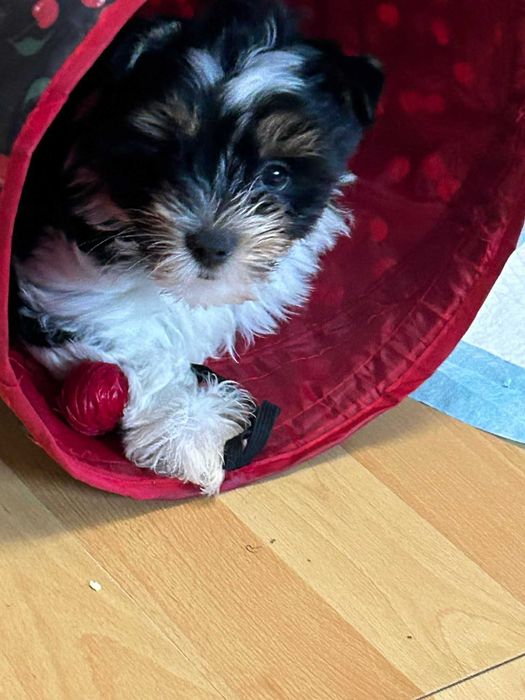 Yorkshire Biewer Terrier