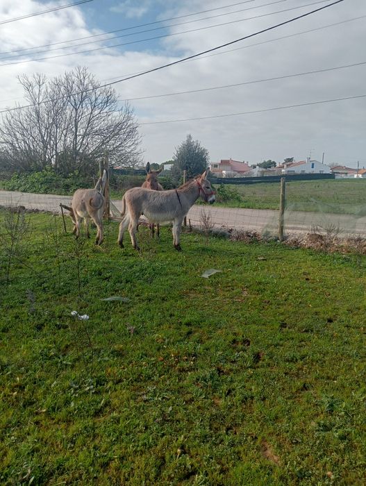 Segue para venda duas burrinhas e um burro