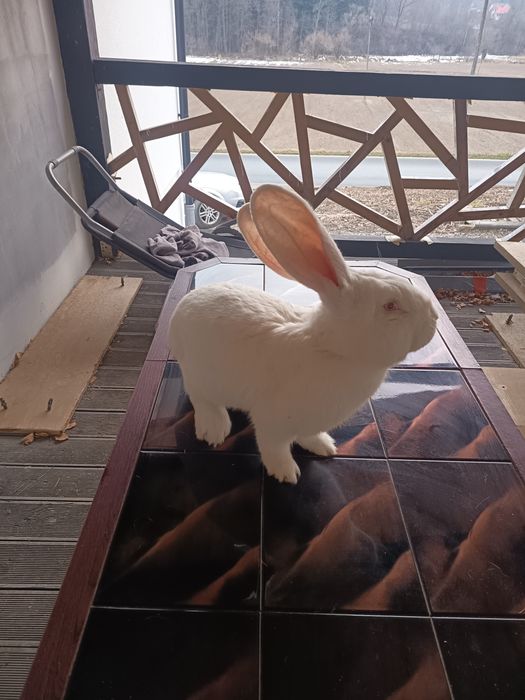 Olbrzym belgijski biały