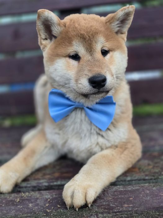 SHIBA INU piesek metryka chip do odbioru gotowy szczeniaki