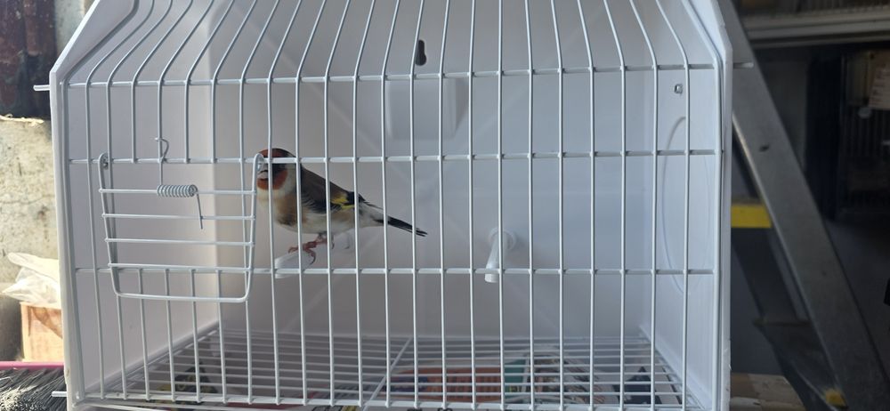 Vendo pintassilvo major
