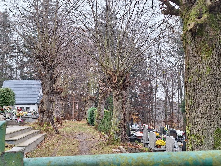 Wycinka Drzew z gruntu