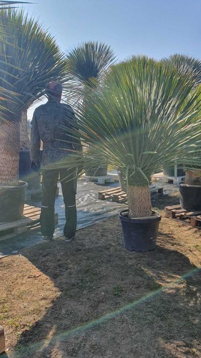 Juka ,niebieska ,Yucca rostrata, mrozoodporna -20