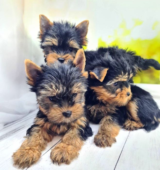 Терміново!Чистокровні красиві йорчики.Доставка по Україні