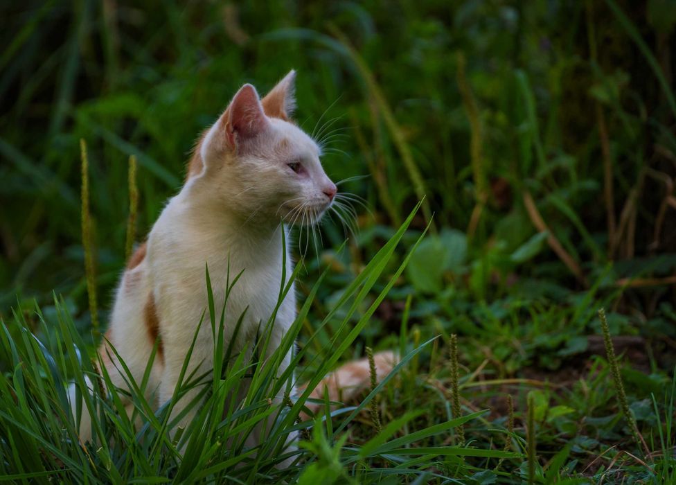 Młode kociaki do adopcji